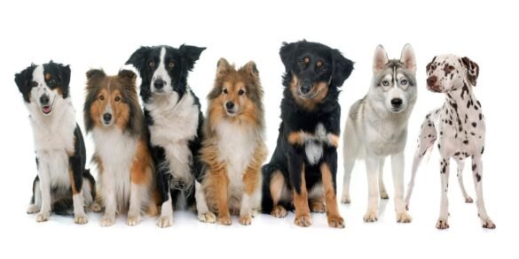 Races de Chiens de taille moyenne