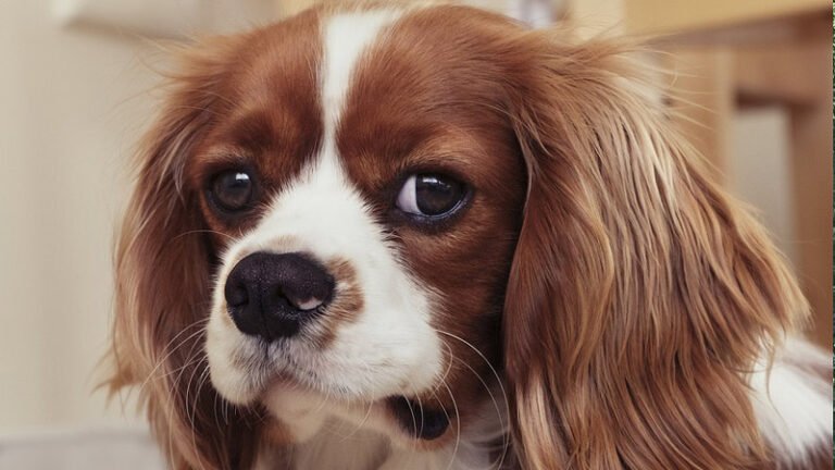 Le Cavalier King Charles Spaniel: le guide complet