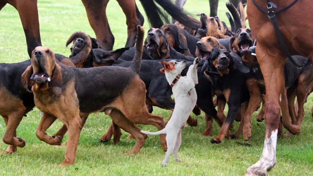 petit chien de chasse en meute