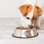 Guide Ultime : Les Accessoires pour un Petit Chien