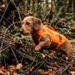 Gilet de Protection Chien de Chasse : Guide Complet 2026